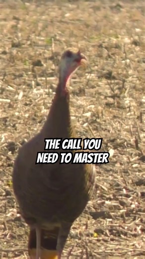 The Only Turkey Call You Need to Master 🦃