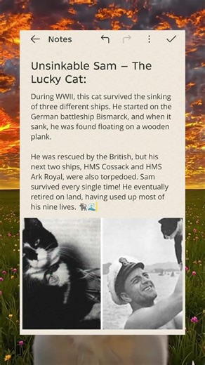 ​Unsinkable Sam: The Luckiest Cat in History ⚓️