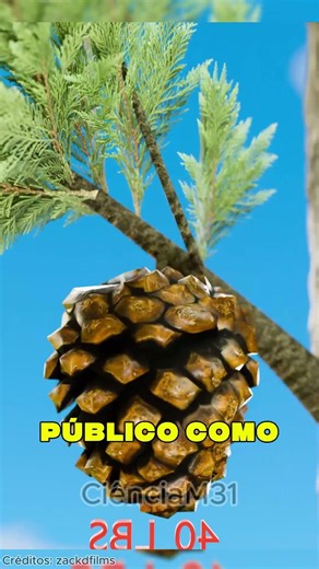 Crânio de homem esmagado por pinha de 16 kg?😨#curiosidades #curiosidade #fatos #vocesabia