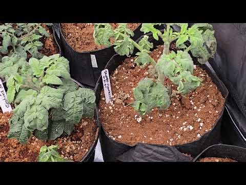 35 Varieties of Micro Dwarf and Dwarf Tomatoes in my 4x4 grow tent. 1/2/26 New Year's Day Update