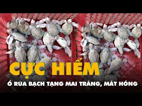 Close-up of a rare white-shelled, pink-eyed albino turtle nest in Con Dao