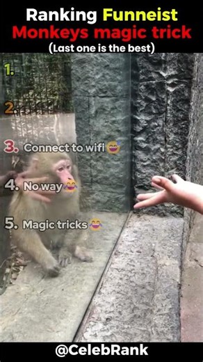 The Monkey was FLABBERGASTED! 😱🪄 Magic Tricks for Animals