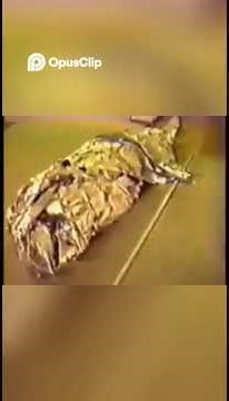 Johnathan Reed's Alien in the Freezer Summarized #alien #uap