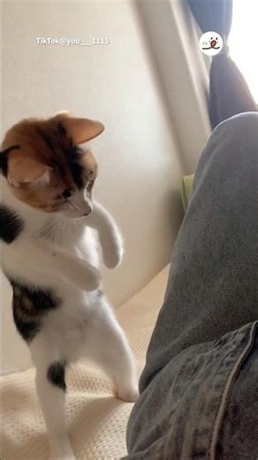 勢いをつけるときはこうなる猫｜PECO