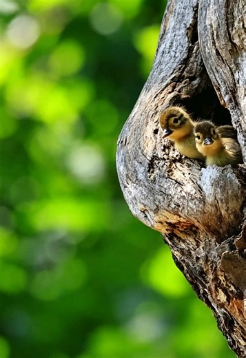 Mandarin Ducklings Bravely Leap From Nest for First Time 🐣