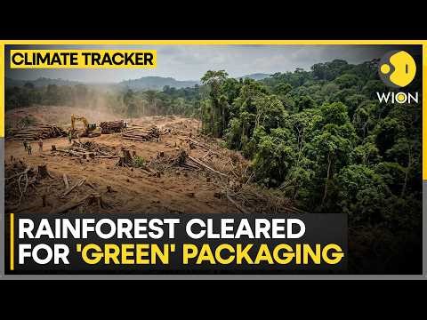 Indonesia Rainforest: Major Orangutan Habitat Hit in Indonesia's Borneo | WION Climate Tracker