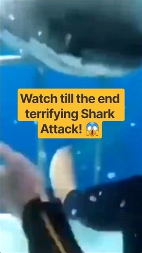 Watch till the end terrifying Shark Attack! Diver’s Cage Is the ONLY Thing Between Him and the Shark