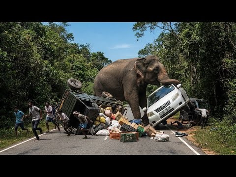 Rogue Wild Elephant Attacks Vehicles | Lorry Damaged & Car Nearly Flipped in Sri Lanka