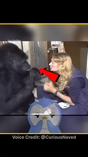 The Heartbreaking Story of Koko the Gorilla 🦍💔 @CuriousNaved