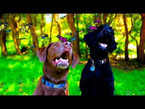 Help Your Dog Relax 💤 | Gentle Sounds & Calm Visuals for Dogs by DOGTV