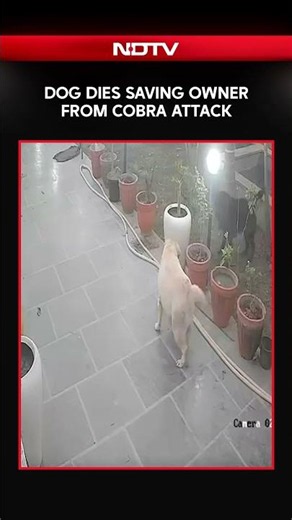 Dog Dies Saving Owner From Cobra Attack
