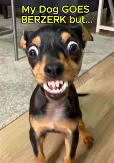 My Chihuahua Goes Berserker… Then Instantly Forgets