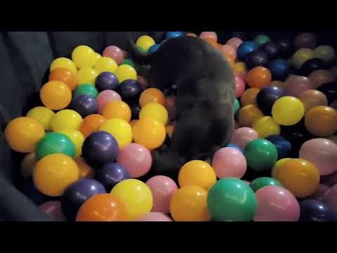 Tiny Dogs, Big Playtime 🐾🥳