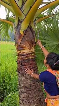 Catching Fish Using Only a Palm Tree Bark! Ingenious Primitive Fishing Trap. #shorts #ytshorts