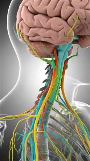 Central Nervous System Anatomy in 3D | CNS Explained