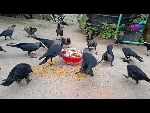 Beautiful Crow Video Feeding Together | Cuckoo bird and peacock sounds α185