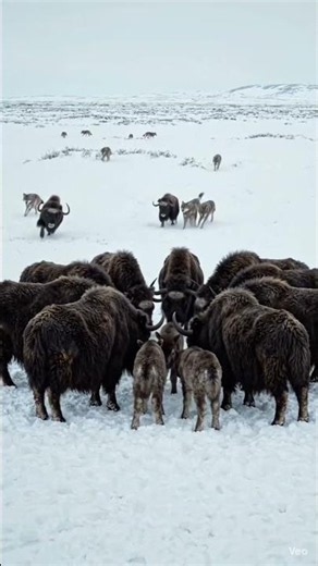 🦬Fearless Musk Ox Circle Protects Babies from Wolves #trend #shorts #wildlife