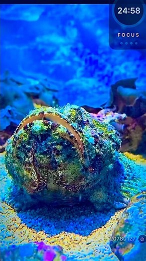 #Study #Focus with #aquarium #ambientmusic #motivation #relaxing #work #studymusic #noads #best