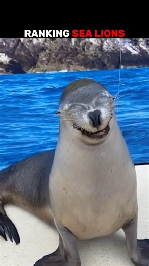 The Funniest Sea Lion Videos EVER!
