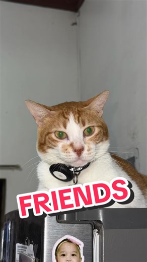 Ponpon and Alien: Are They Friends Now?