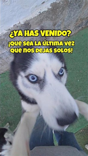 ¿YA HAS VENIDO? ¡Que sea la ÚLTIMA VEZ que nos DEJAS SOLOS! 🤣🤦‍♂️ #shortsviral #husky