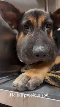 Left Alone to Starve, This Tiny Puppy Ate Rocks Just to Survive! #rescue
