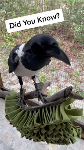 Discover Amazing Facts About African Pied Crows