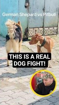 This becomes a real fight. One dog commits to the bite and holds, changing everything.