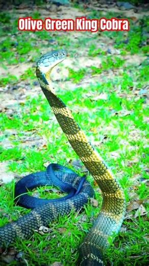 🤴 Olive Green King cobra 👑 #viralshort #kingcobra