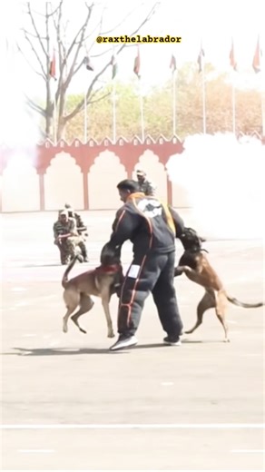 Crpf K9 Dog Training 🔥🇮🇳|#shorts #army #k9dog