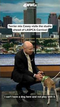 Terrier mix Casey visits the studio ahead of LASPCA Carnival