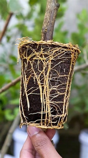 🌿Lemon vs. Guava: The Ultimate Fruit Tree Propagation Speed Test!