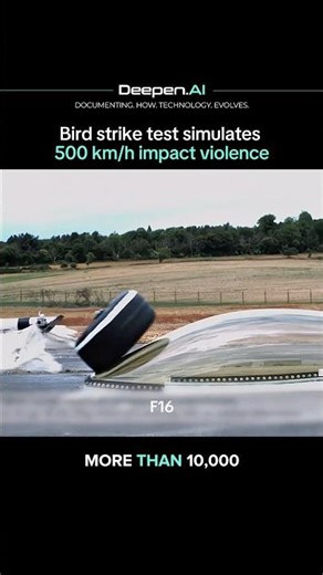 Bird Strikes vs Aircraft: The $1 Billion Problem