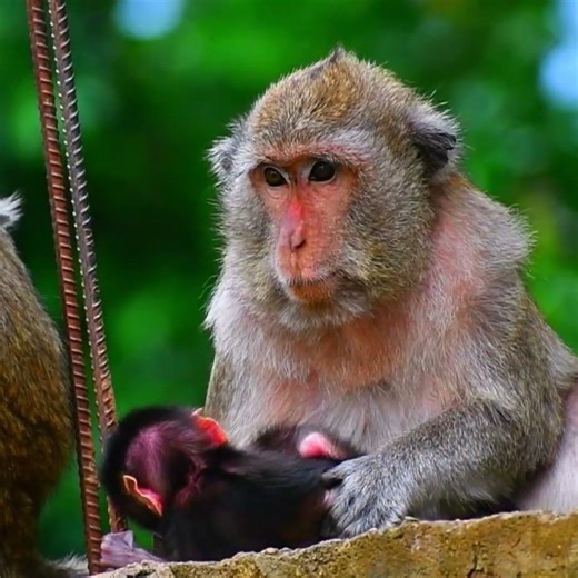 Just Newborn Baby Monkey #babymonkey