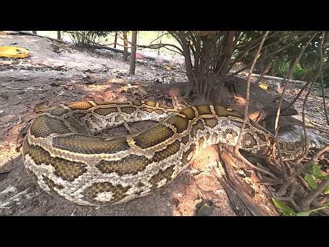 Giant Python Stuck in Tree! Hunters Discover and Rescue Massive Snake in Garden