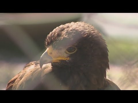 Bird search continues 1 week after West Coast Falconry break-in