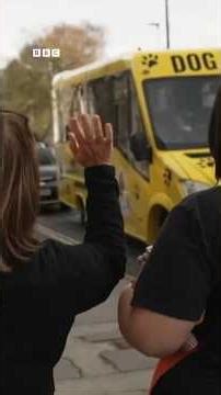 అక్కడ కుక్కలకు ఇలాంటి సౌకర్యాలు కూడా ఉన్నాయని తెలిస్తే ఆశ్చర్యపోతారు #Shorts