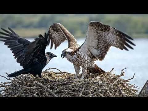 From Egg to Master Fisher: The Incredible Life of the Osprey | Full Life Cycle Documentary