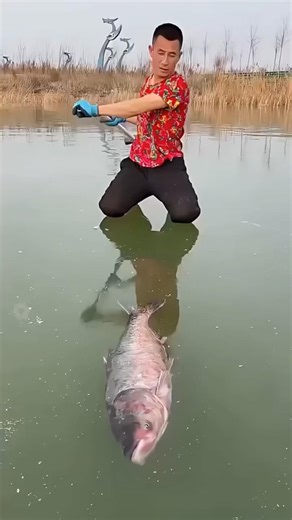 Fish 🐟 | New Viral Gadgets, Smart Appliances, Kitchen Utensils/ Home Inventions #shorts #gadgets