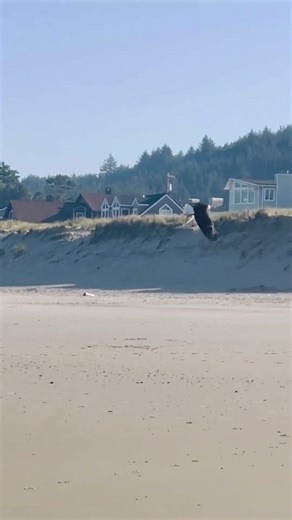 Bald Eagle Snags a Fresh Meal in Pacific City, Oregon 🦅🐟