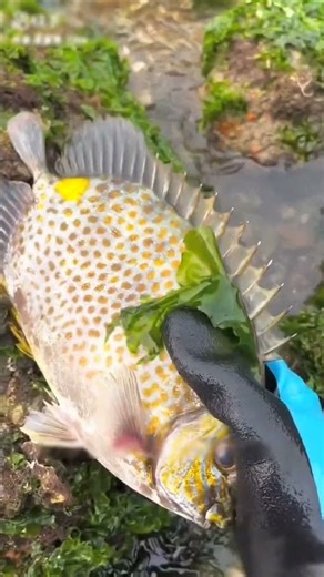 Catching lobsters, live conch, eels, and catfish from shallow water #short #ytshots