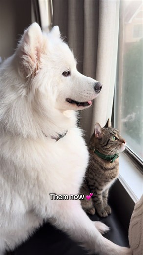 Introducing a Foster Kitten to a Big Dog: How They Became Best Friends