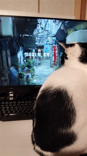 🐾深夜食堂シーズン6をみーこさんと一緒に観ます😹