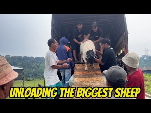 Unloading the Biggest Sheep at the Farm | Massive Ram Arrival!
