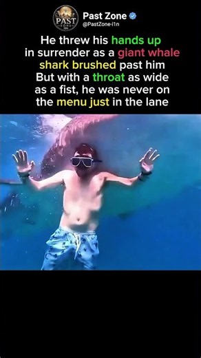 Whale Shark Close Encounter.#animals #history