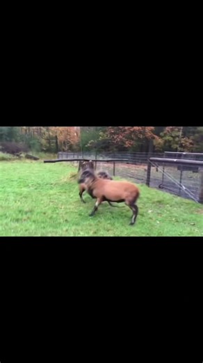 🐐 Goat Fight Showdown! 😂🔥 Two Goats, One Epic Battle!