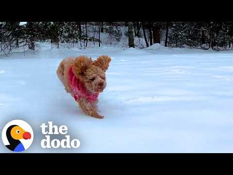 Dogs Getting The Zoomies For Their First Snow Day Of The Year | The Dodo