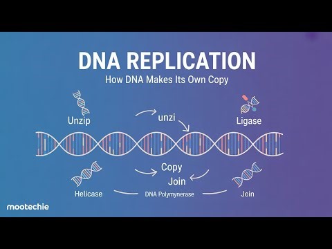 DNA Replication Explained Step-by-Step | Enzymes, Leading & Lagging Strand | Mootechie