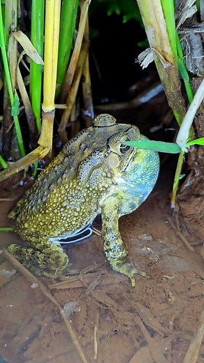 Breeding Season Toad Sounds