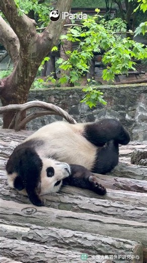Mermaid Pose - Panda Edition | iPanda #shorts